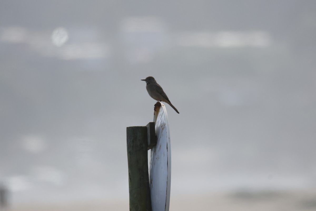 Great Shrike-Tyrant - ML642441545