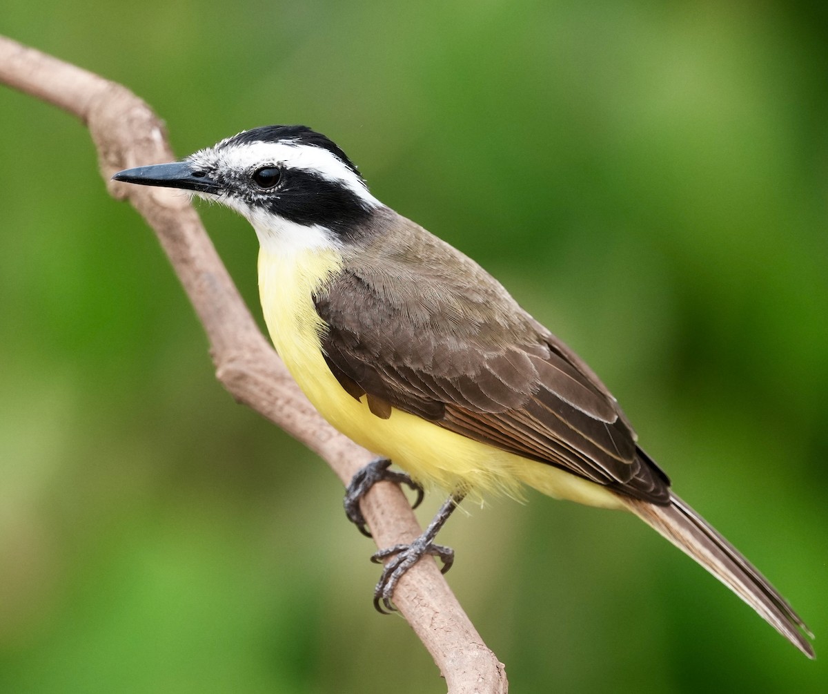 Lesser Kiskadee - ML642441579