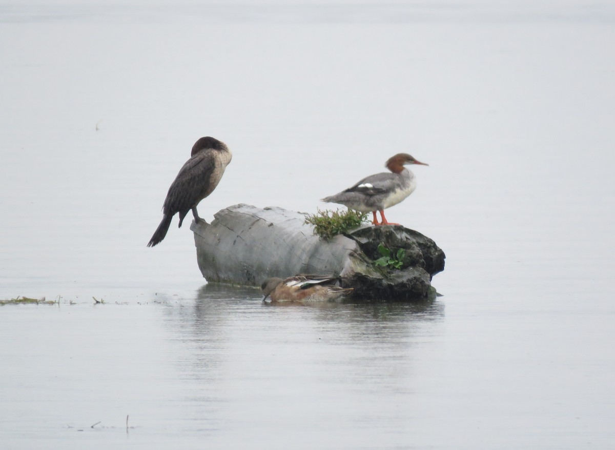 American Wigeon - ML642441594