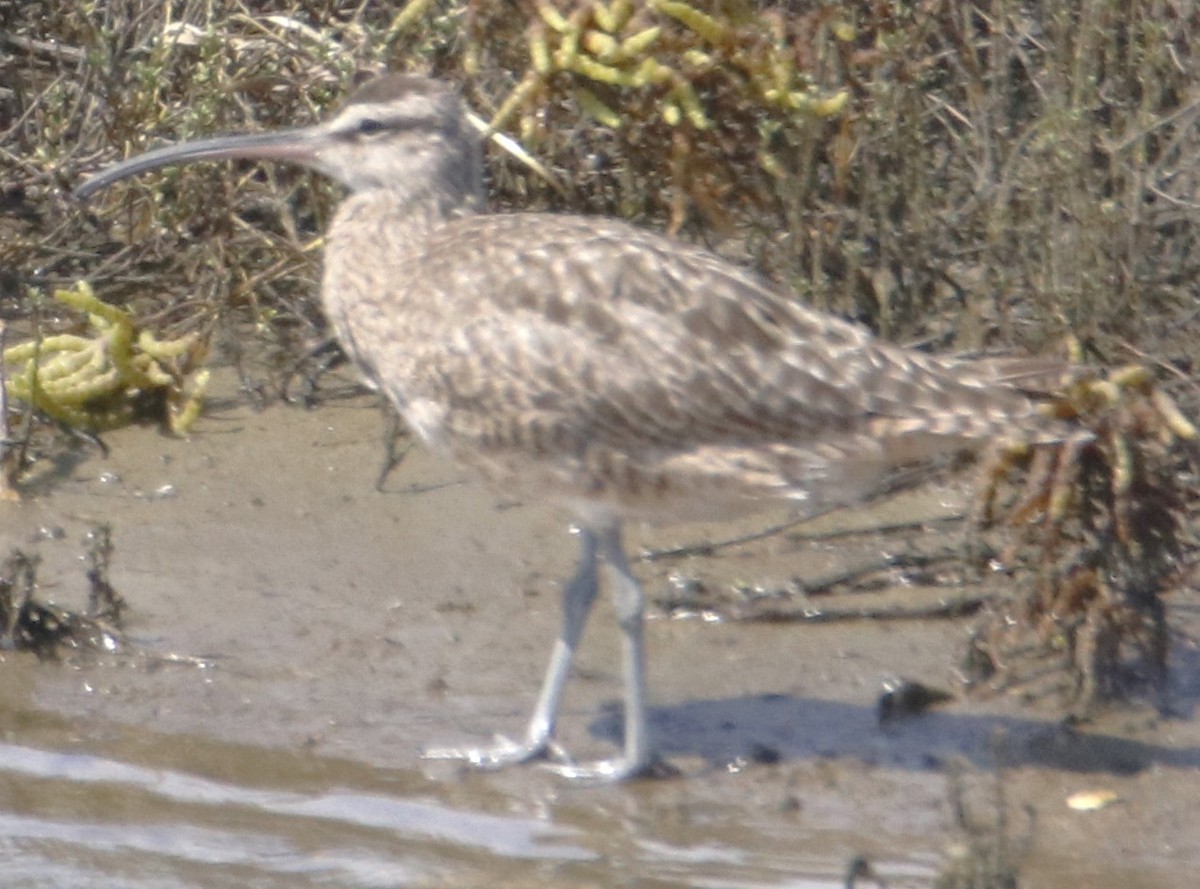 Regenbrachvogel - ML642441623