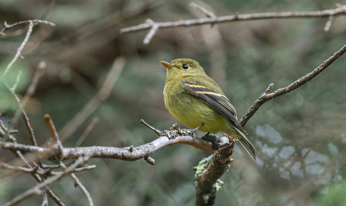 Yellow-bellied Flycatcher - ML642441633