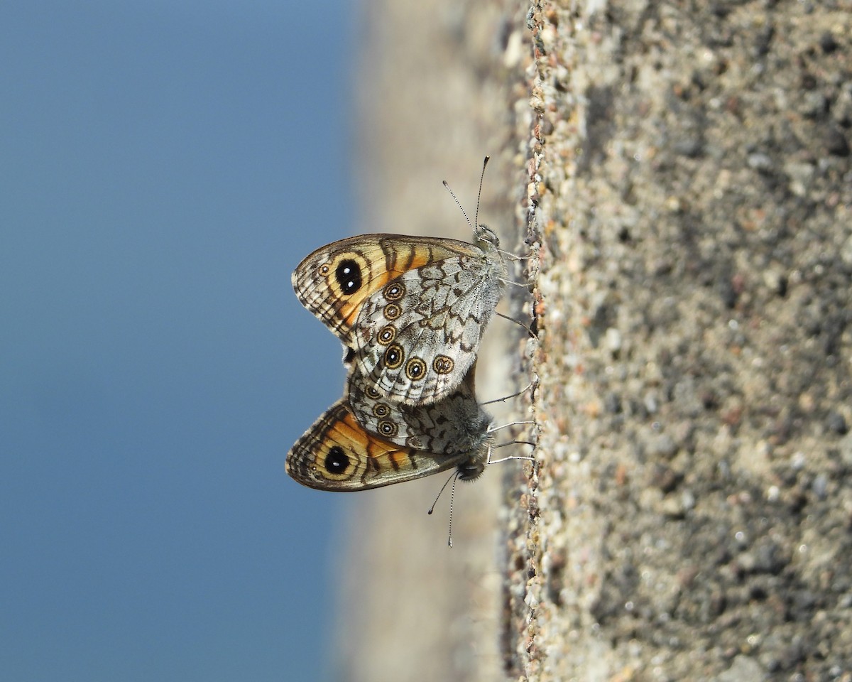 Wall Brown - ML642441655