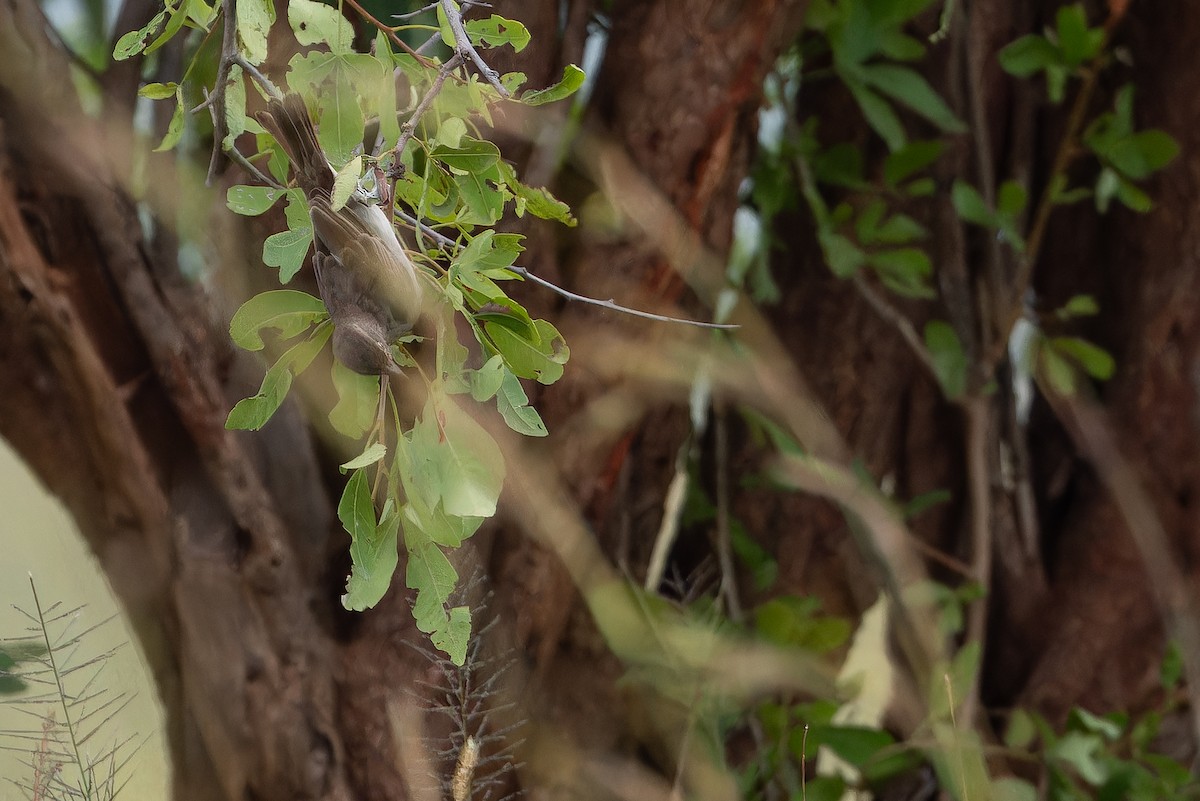 Yellow-spotted Bush Sparrow - ML642441697