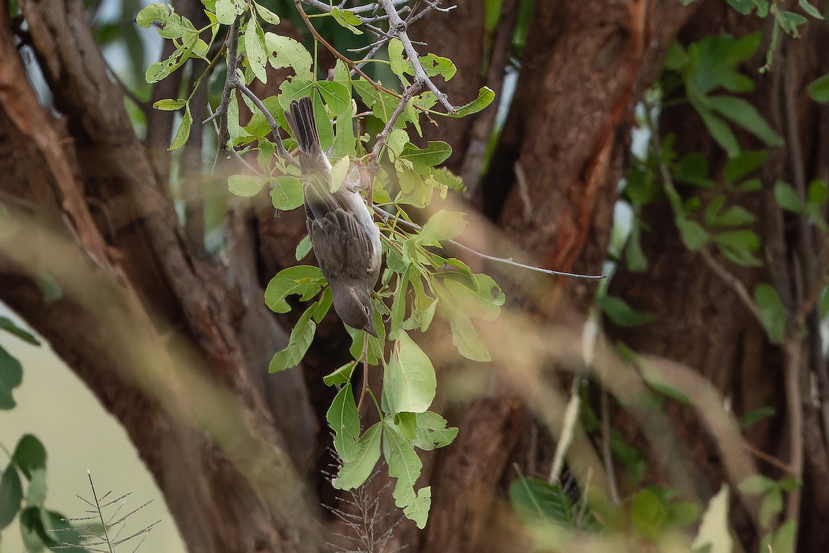 Yellow-spotted Bush Sparrow - ML642441698