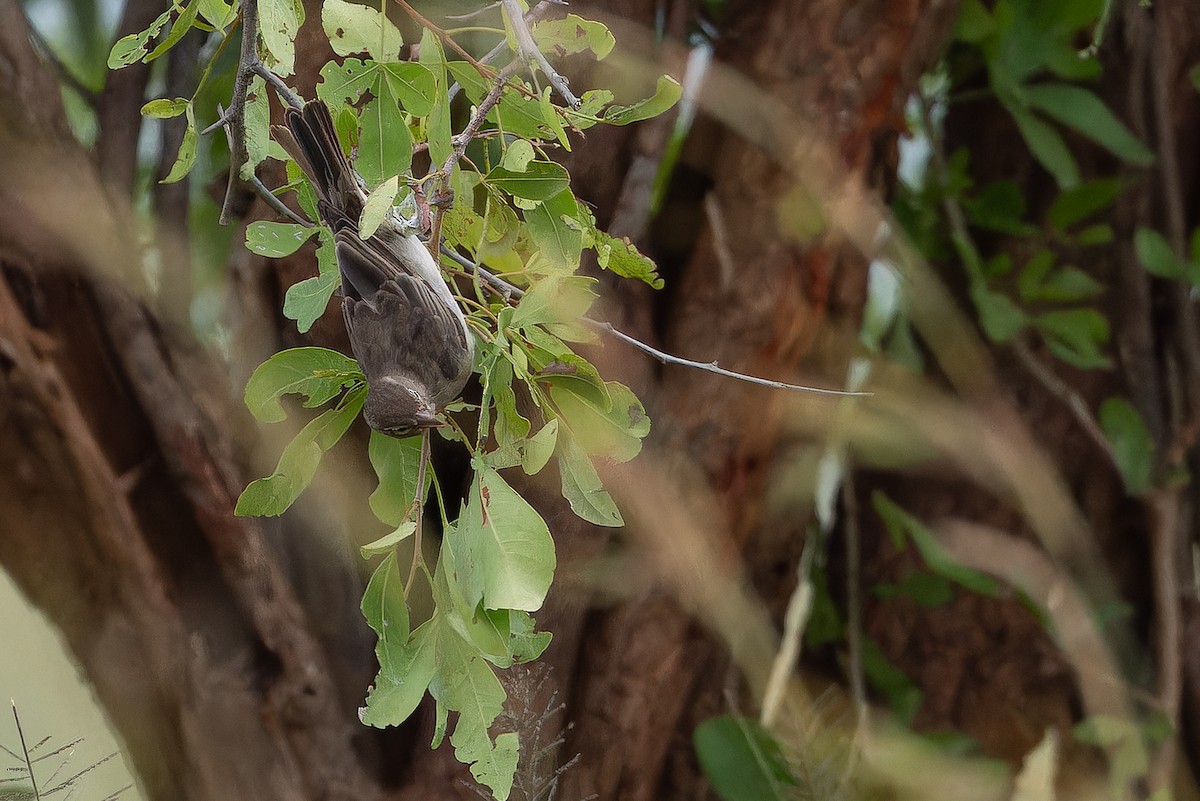 Yellow-spotted Bush Sparrow - ML642441699