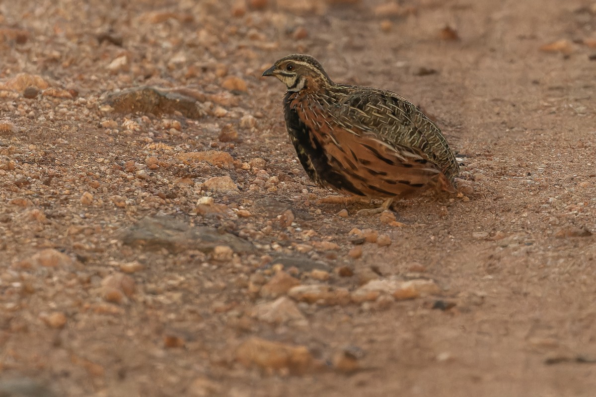 Harlequin Quail - ML642441758