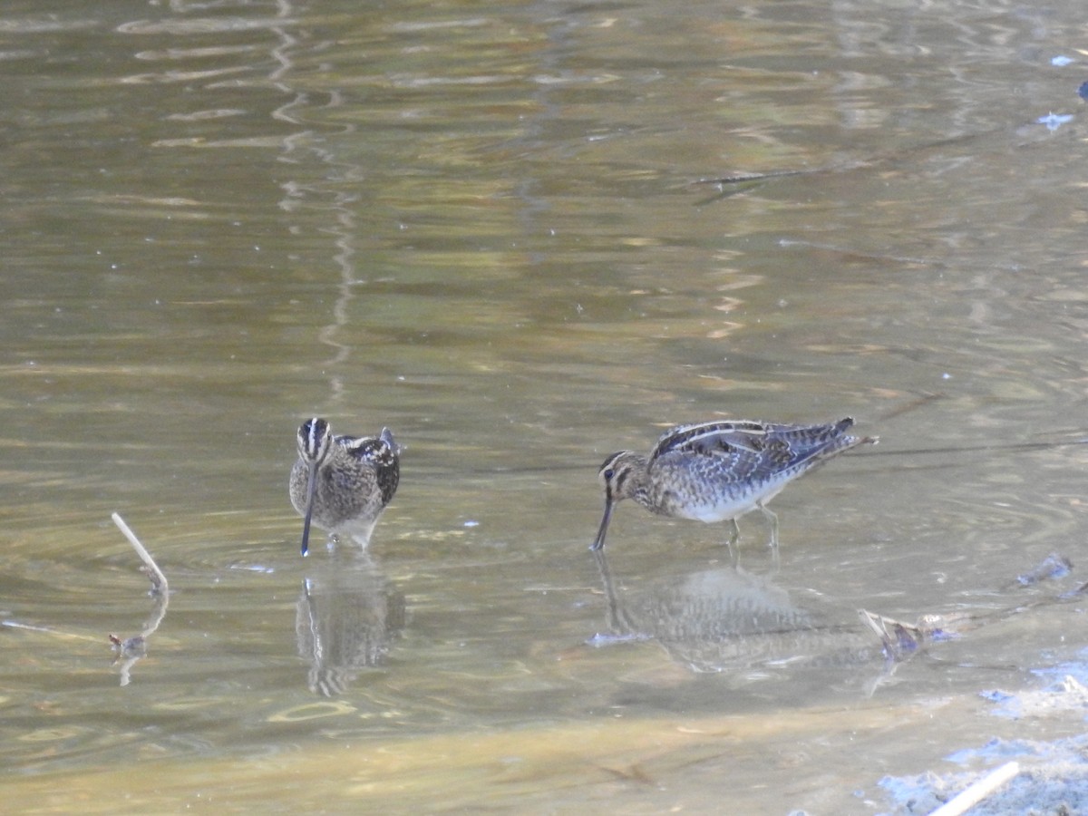 Шөвгөн хараалж - ML642441761