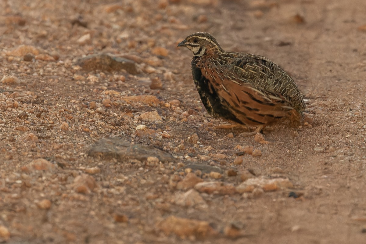 Harlequin Quail - ML642441763
