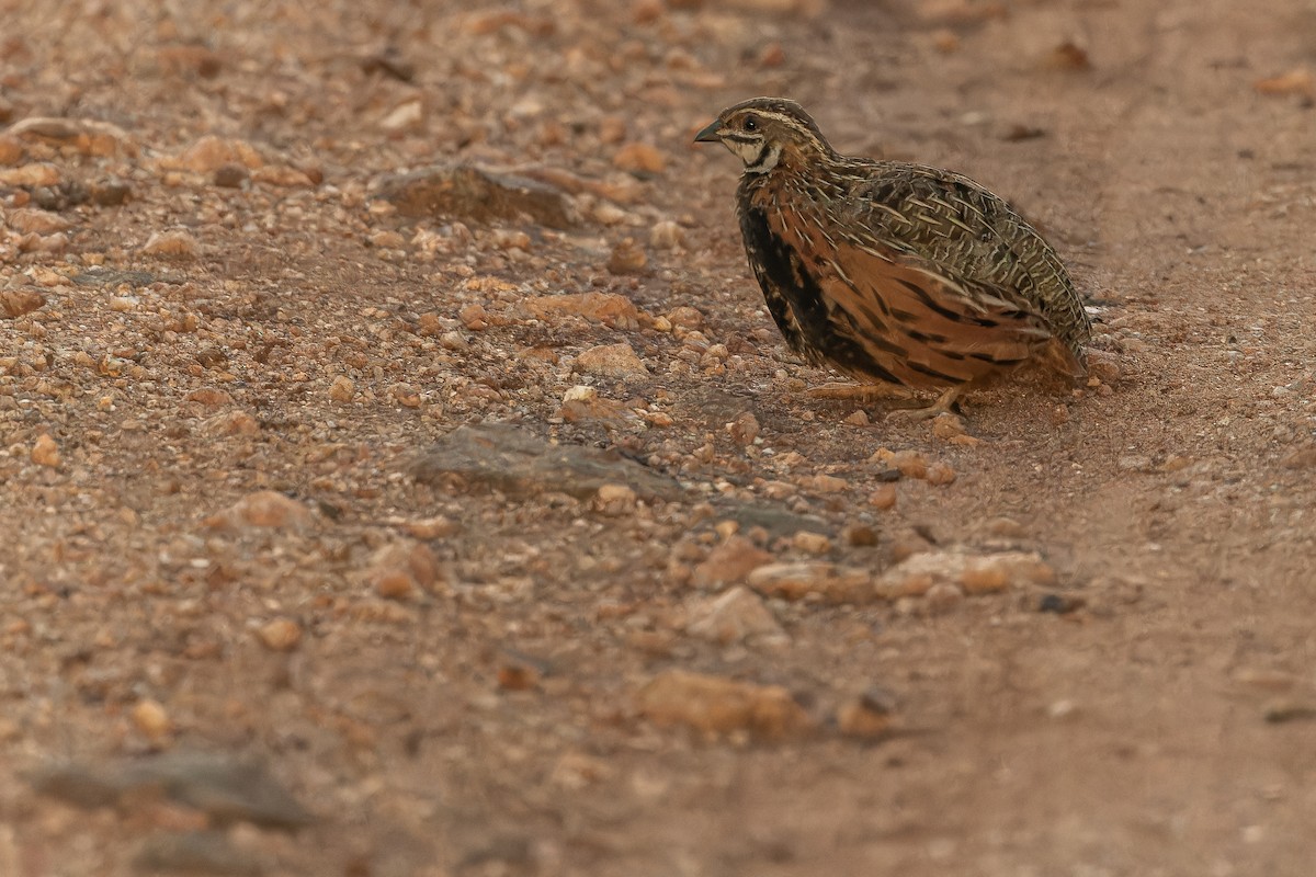Harlequin Quail - ML642441777