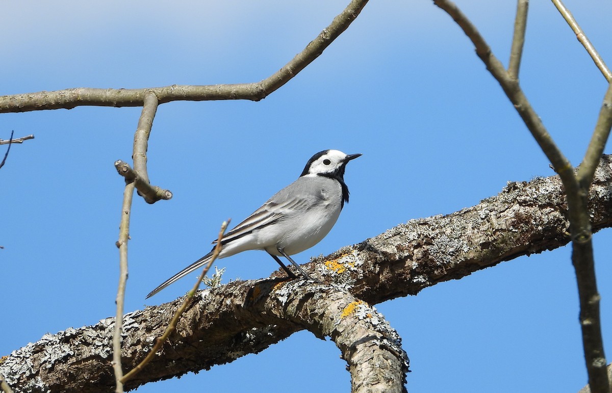 White Wagtail - ML642441781