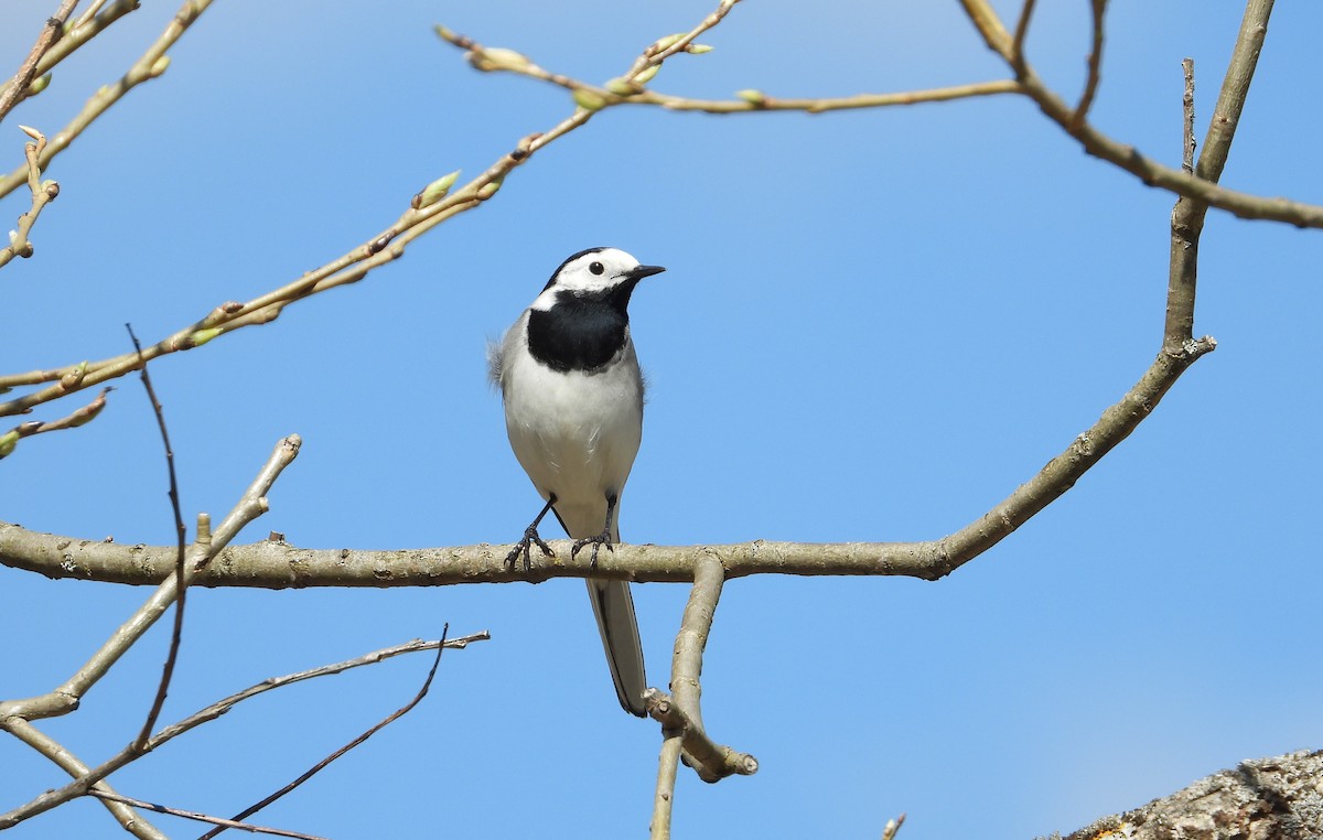 White Wagtail - ML642441787