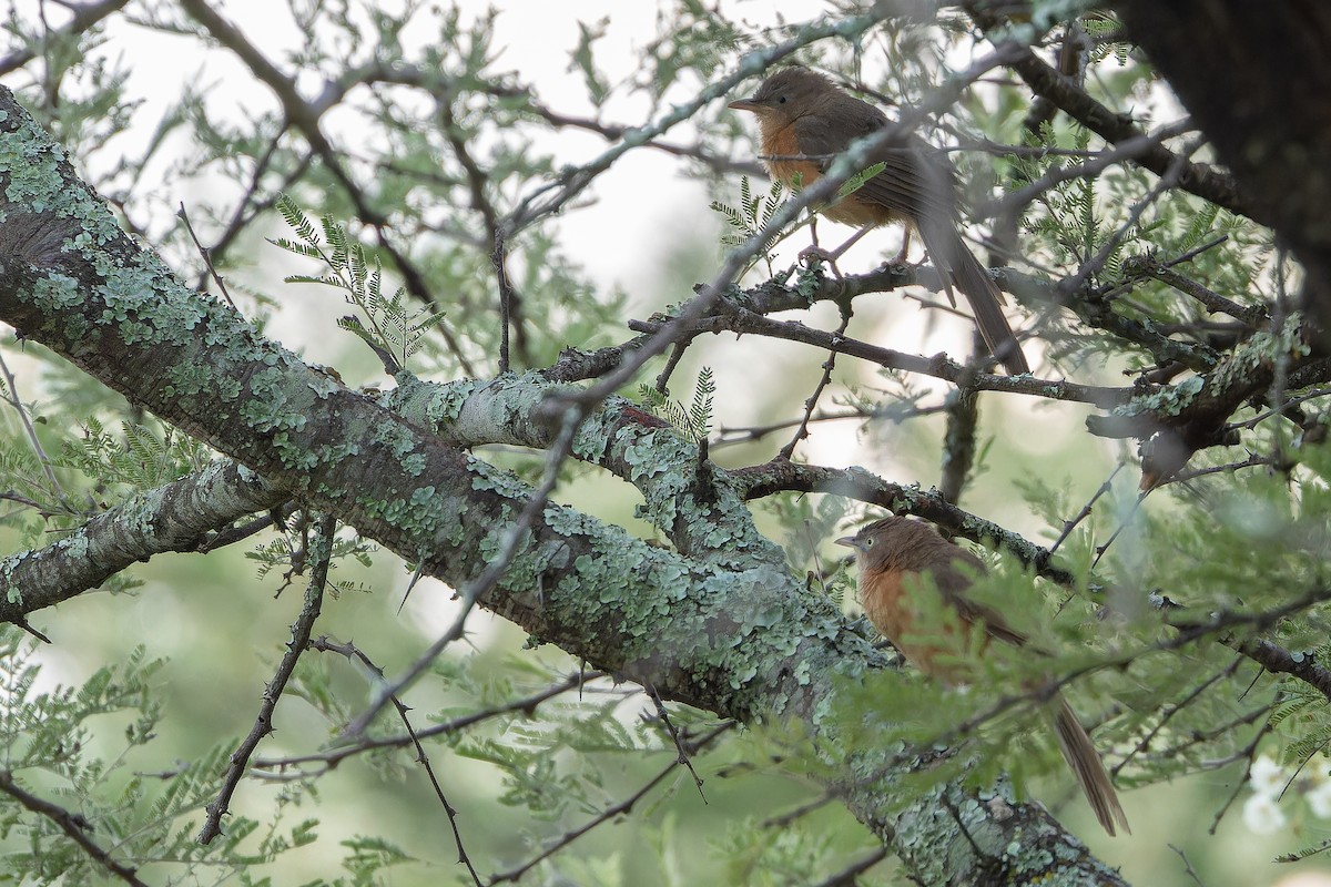 Rufous Chatterer - ML642441793