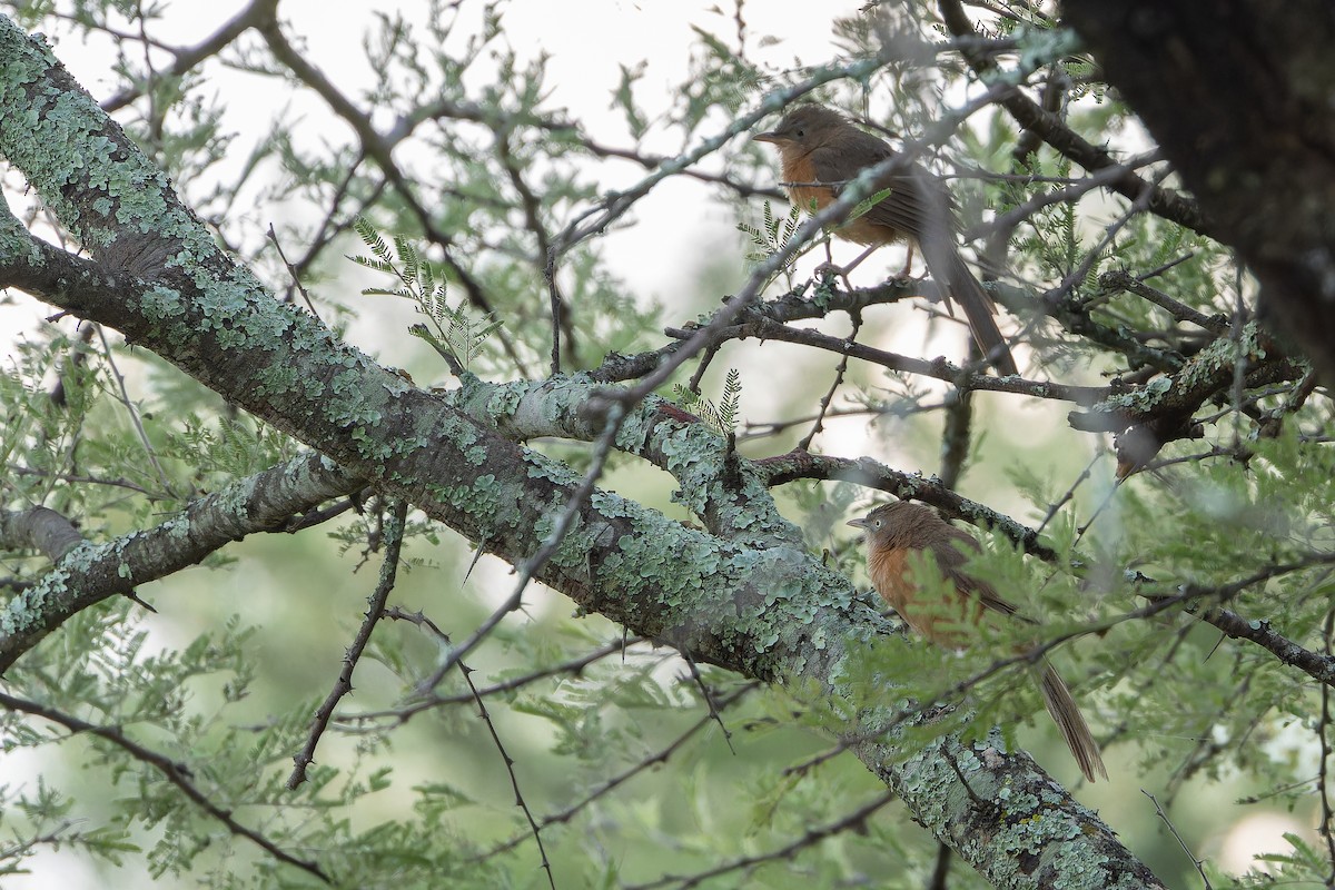 Rufous Chatterer - ML642441794