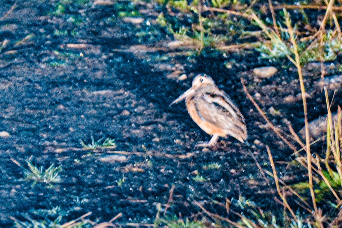 American Woodcock - ML642441802