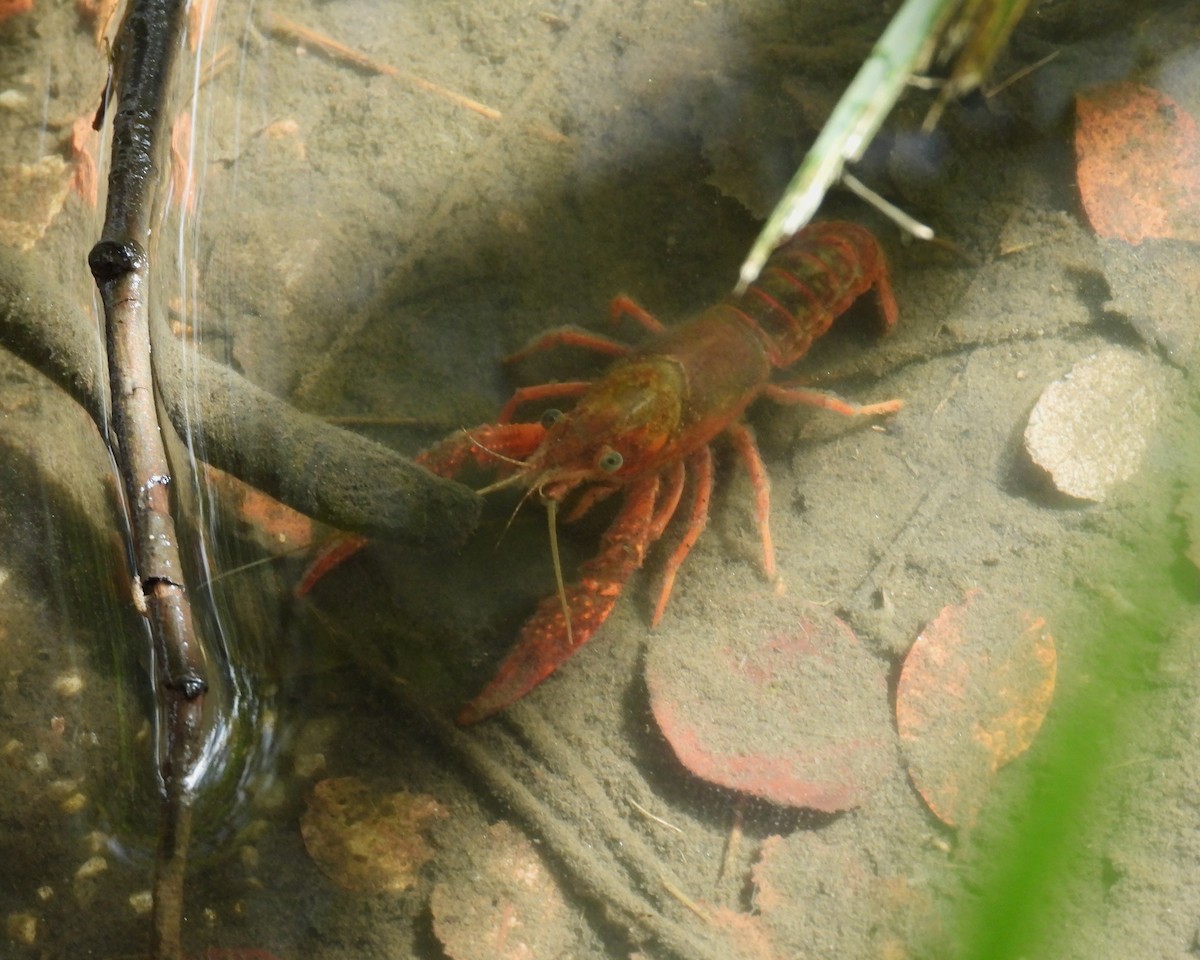 Red Swamp Crawfish - ML642441822
