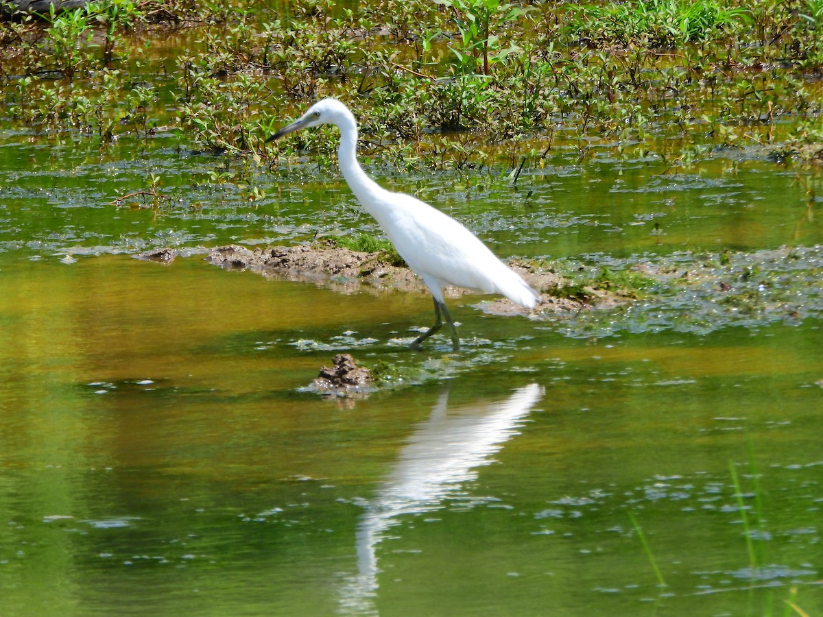 Little Blue Heron - ML642441839