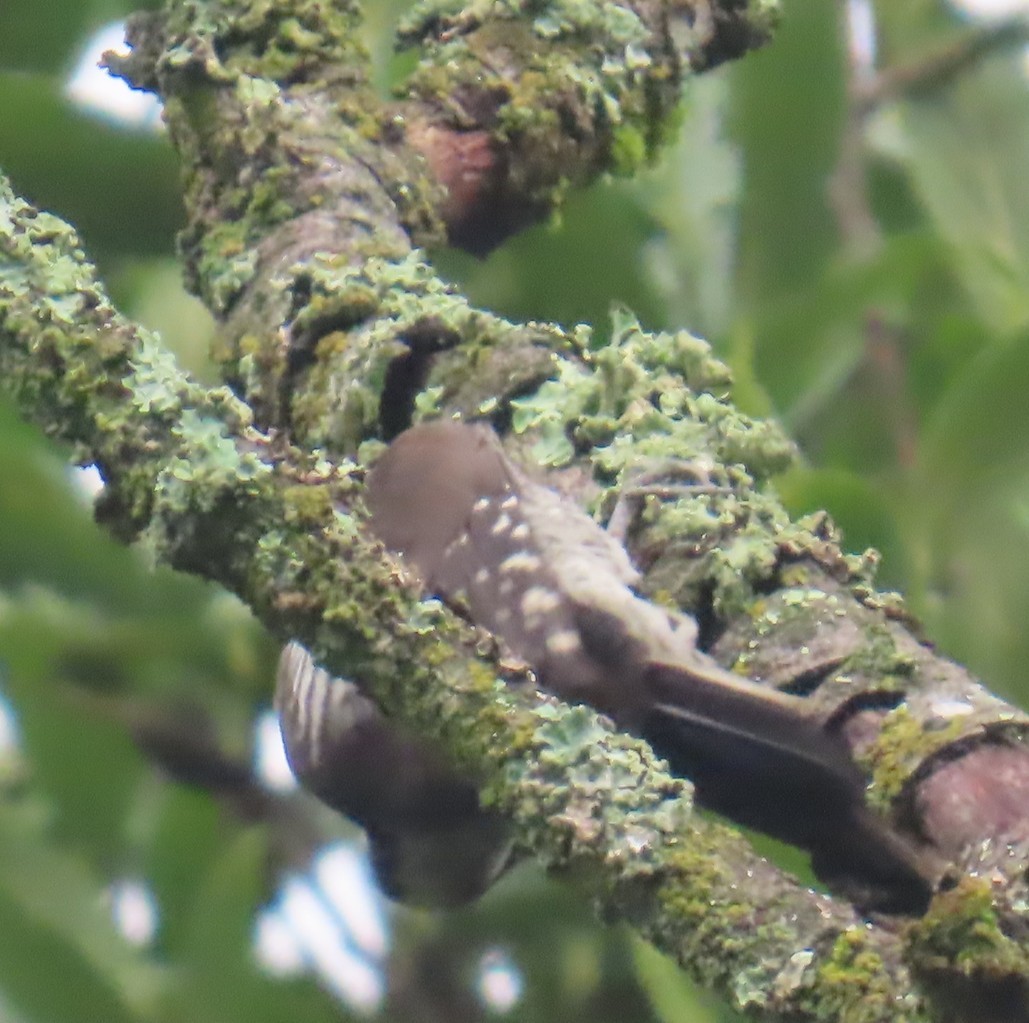 Strickland's Woodpecker - ML642441842