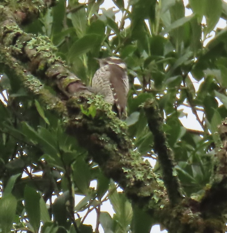 Strickland's Woodpecker - ML642441843