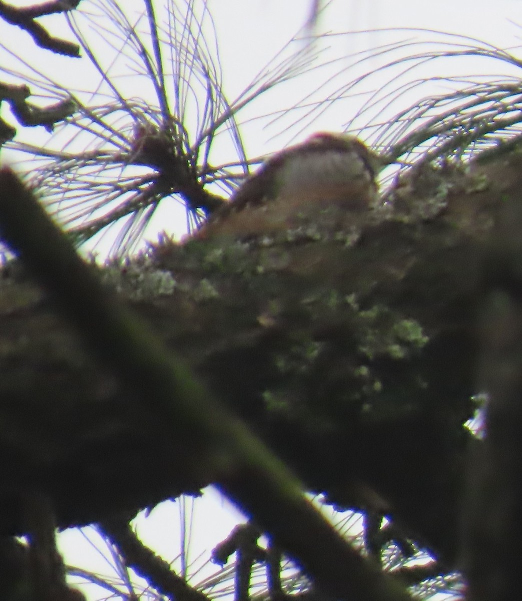 Strickland's Woodpecker - ML642441844