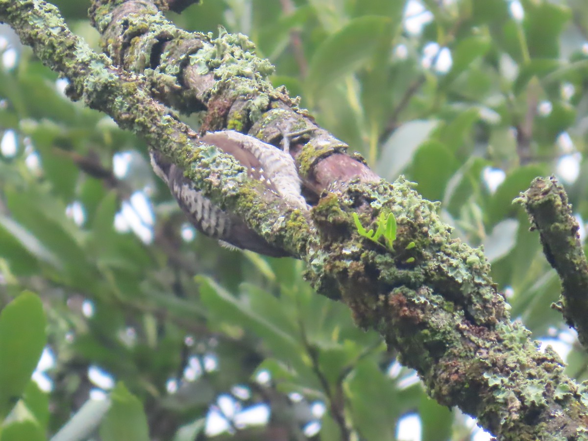 Strickland's Woodpecker - ML642441845