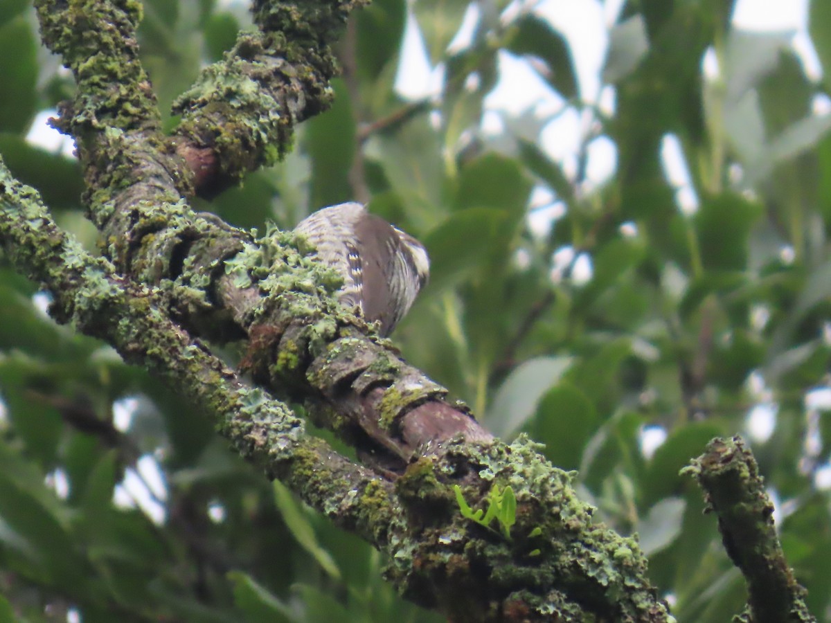 Strickland's Woodpecker - ML642441846