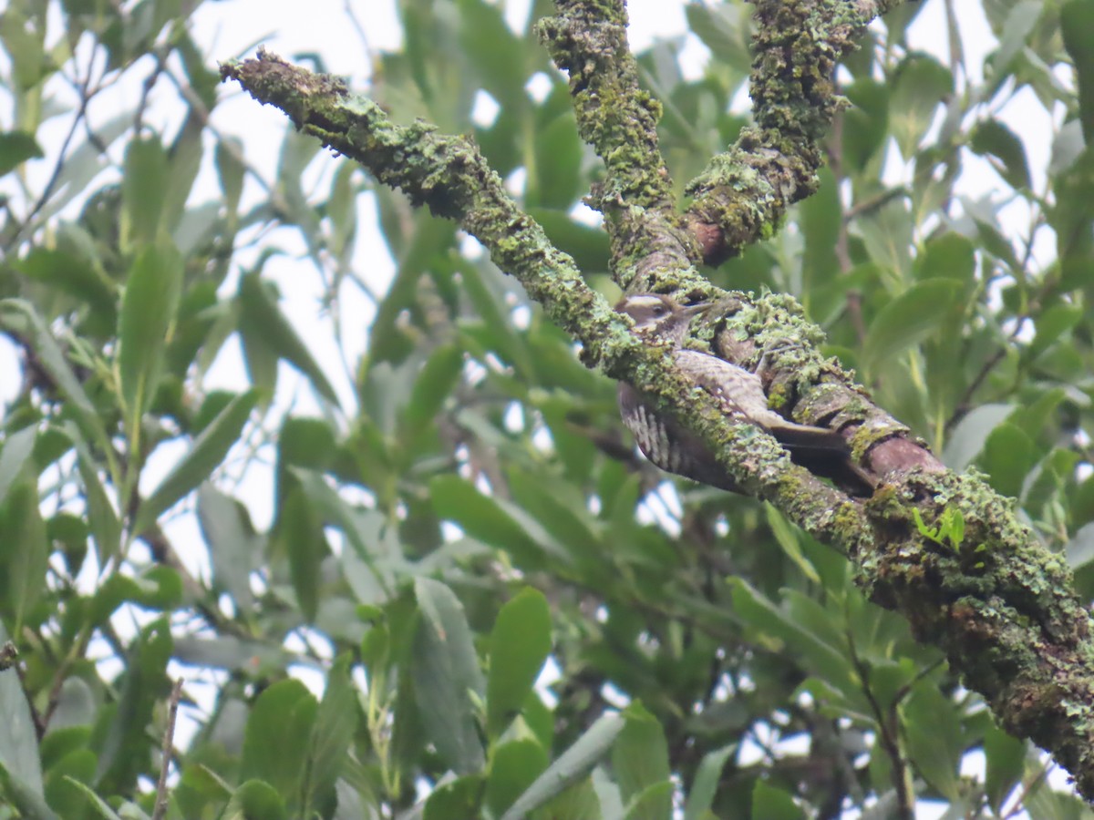 Strickland's Woodpecker - ML642441847
