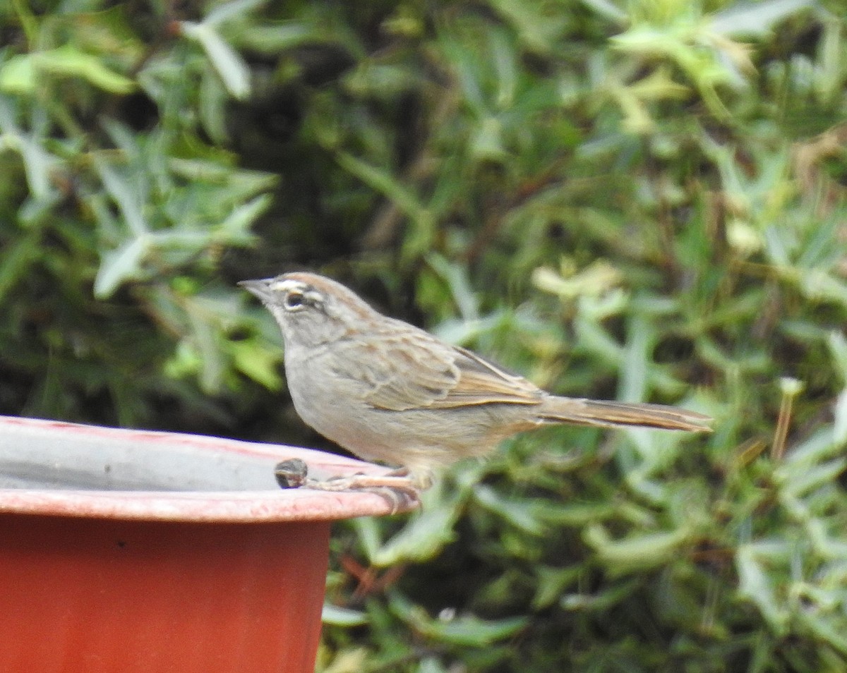 Rufous-crowned Sparrow - ML642441848