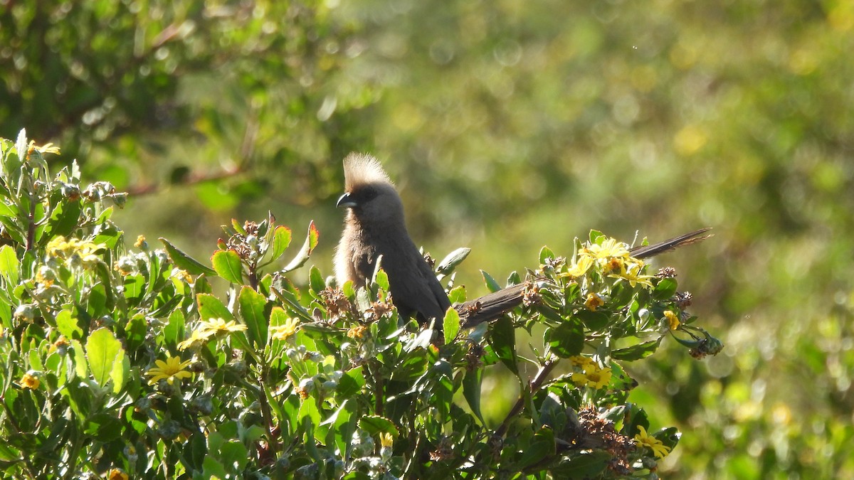 Speckled Mousebird - ML642441849