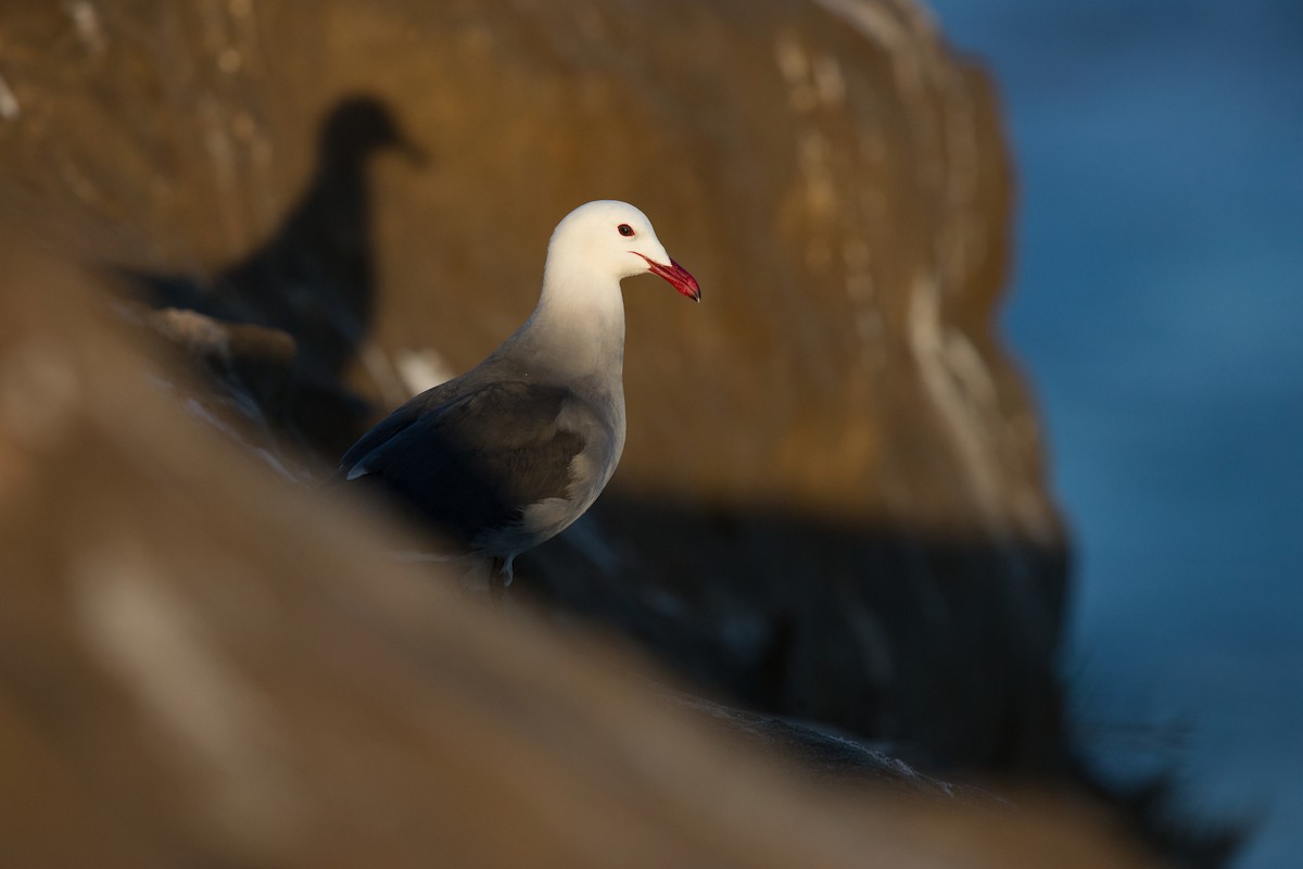 Gaviota Mexicana - ML642441852