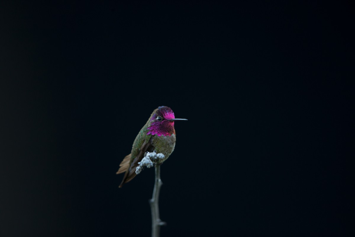 Colibrí de Anna - ML642441859
