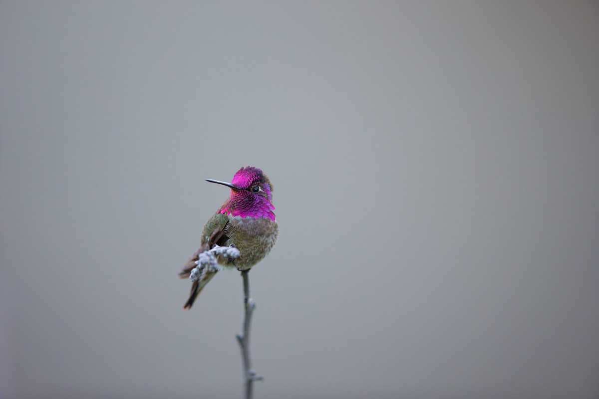 Colibrí de Anna - ML642441860