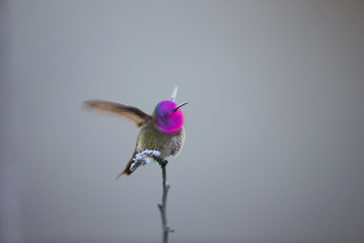 Colibrí de Anna - ML642441861