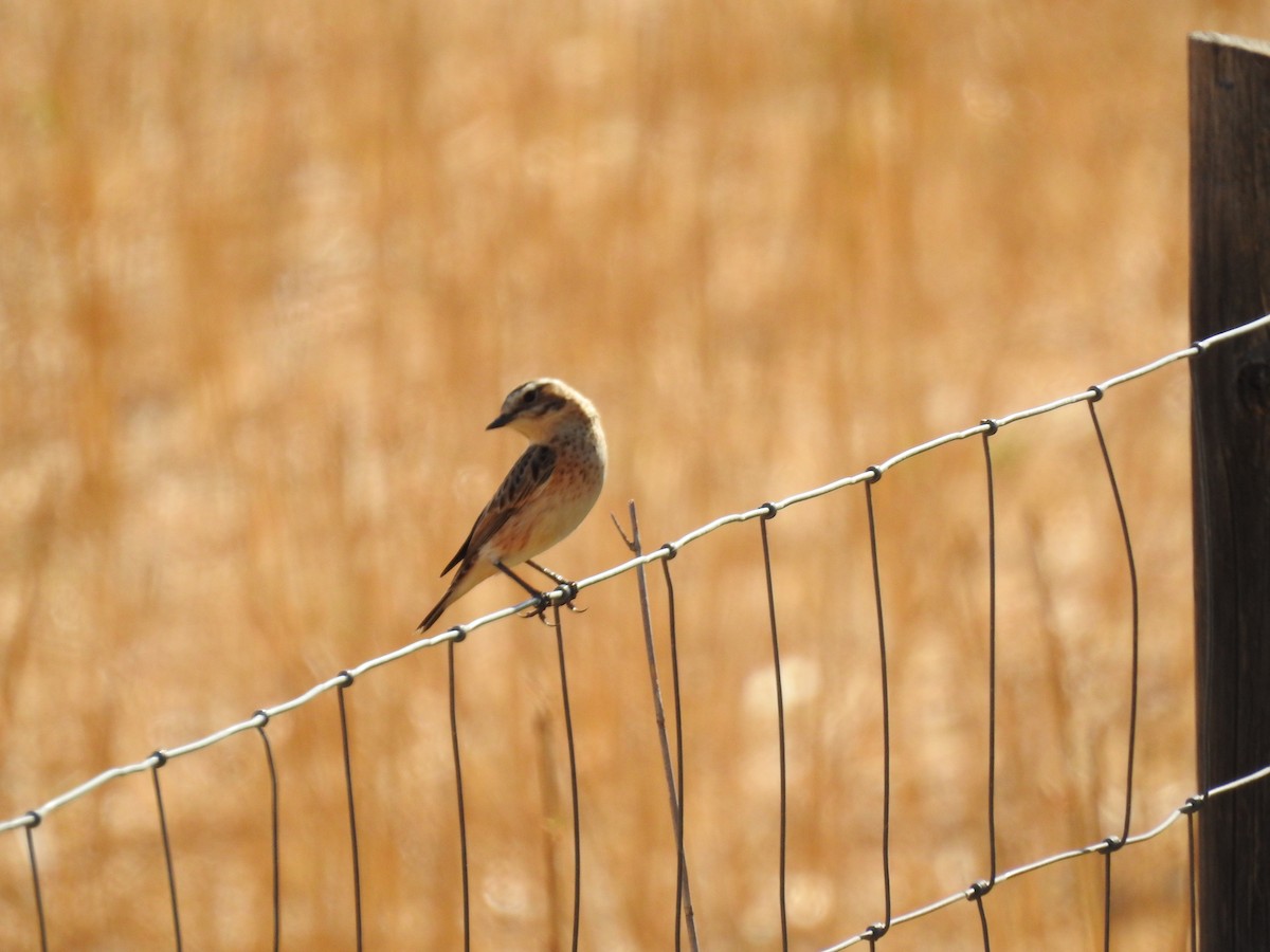 Whinchat - ML642441897
