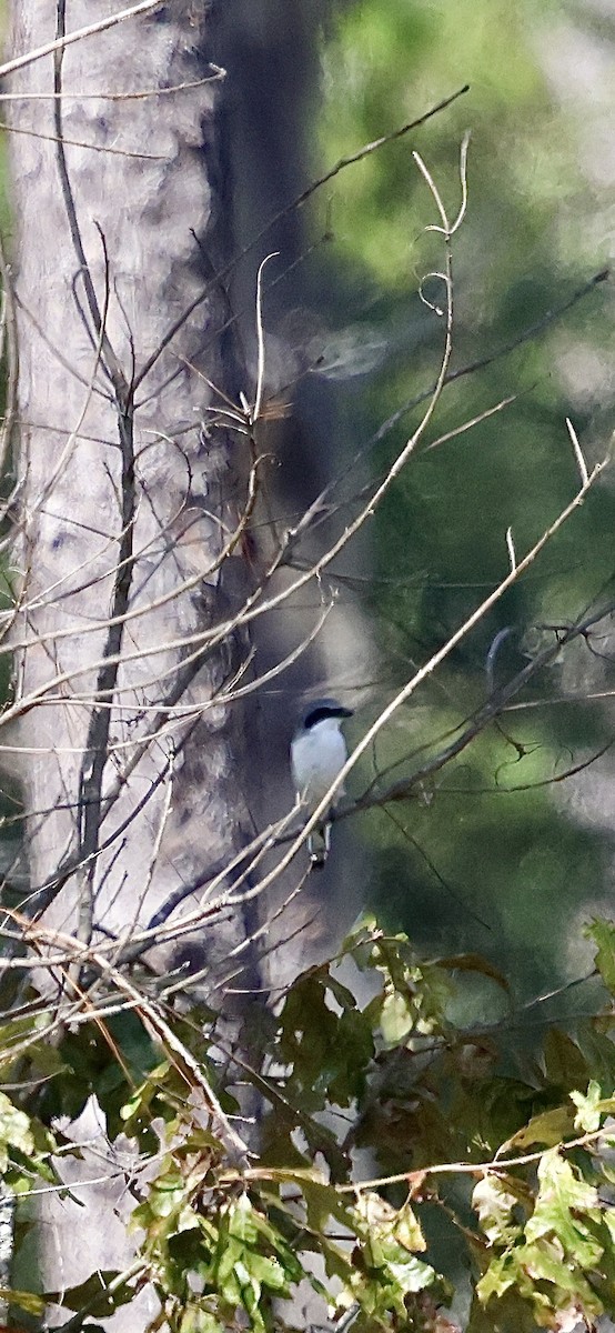 Loggerhead Shrike - ML642441922