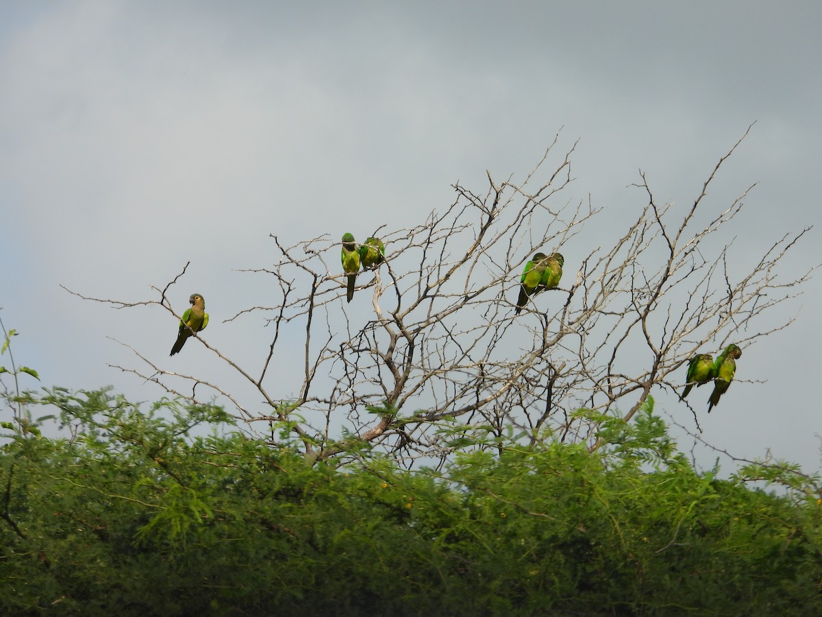 Brown-throated Parakeet - ML642441923