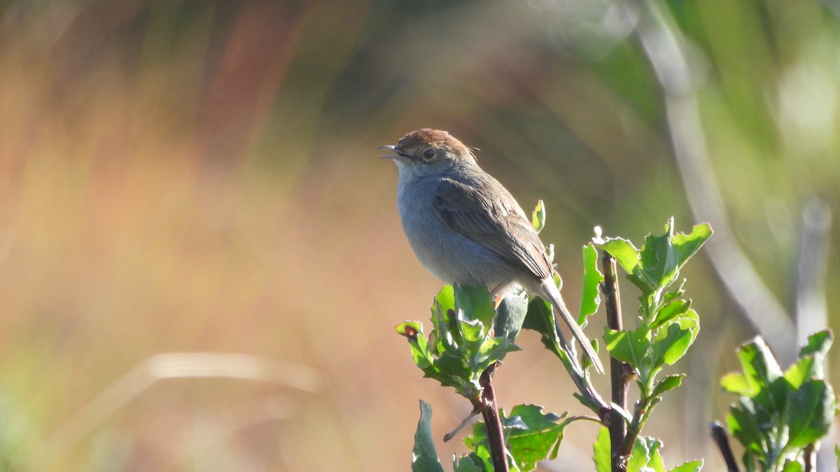 Piping Cisticola - ML642441931