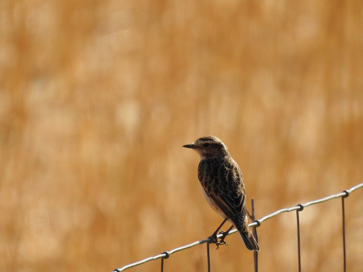 Whinchat - ML642441937
