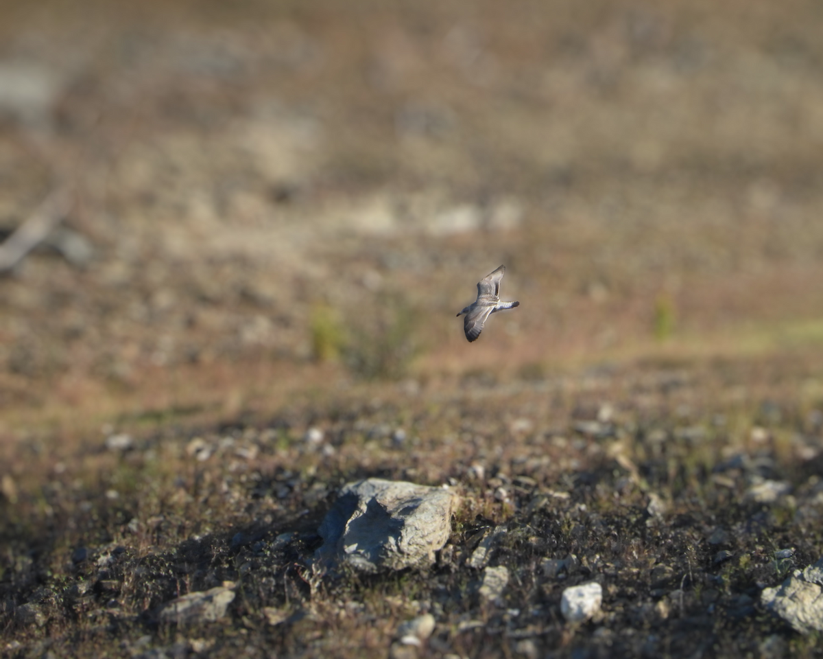 Yellow-legged Gull - ML642441944