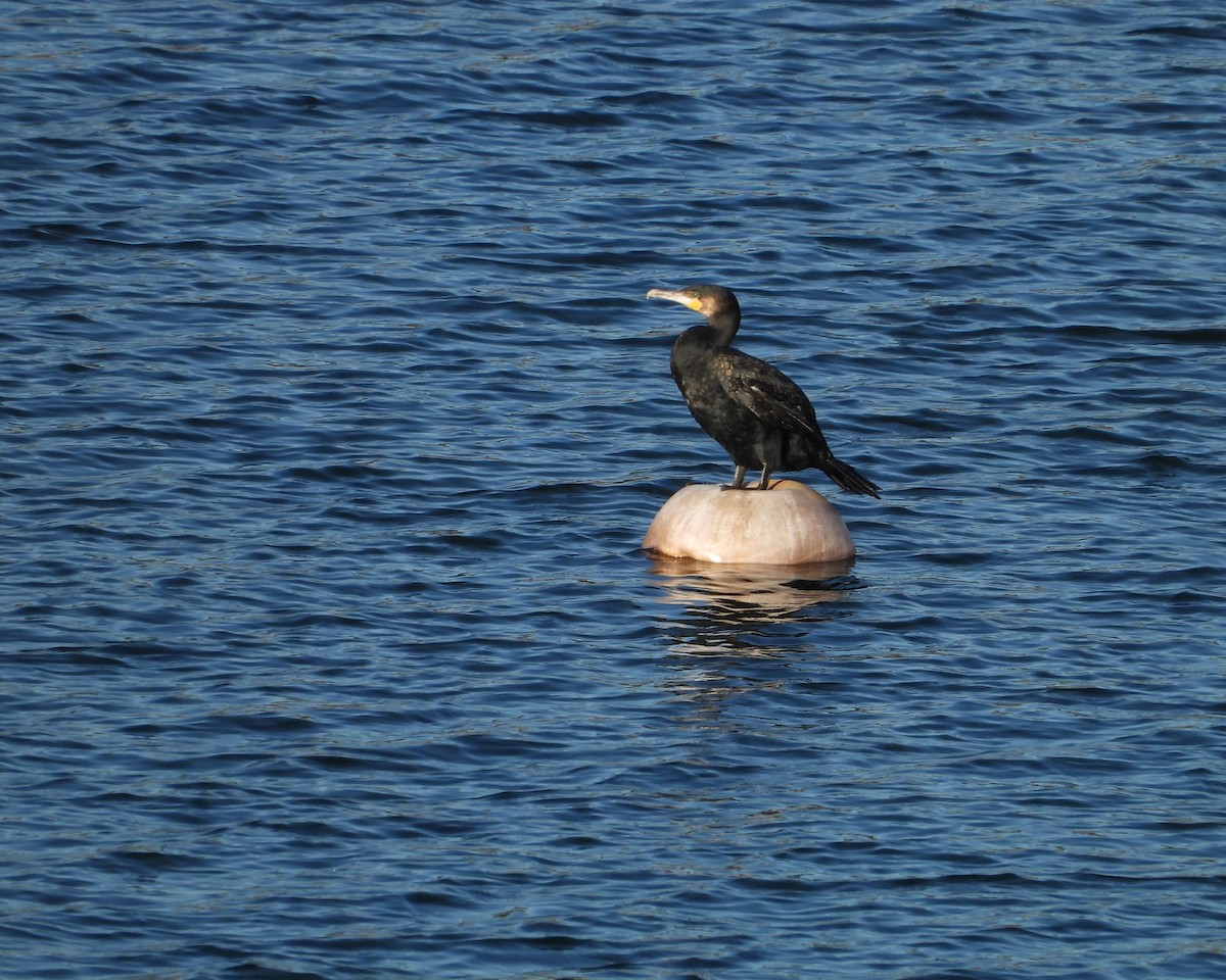 Great Cormorant - ML642441955