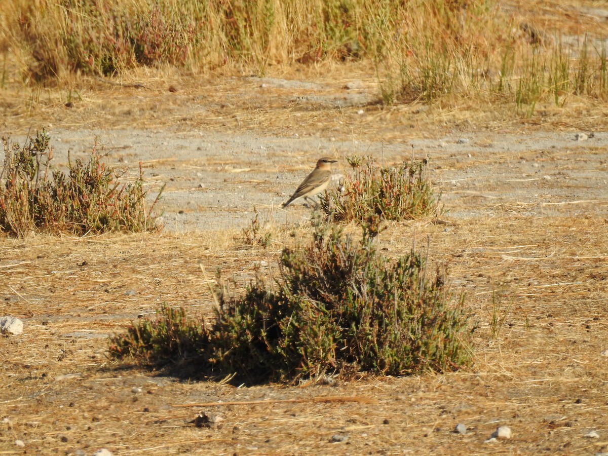 Адууч чогчиго - ML642441992
