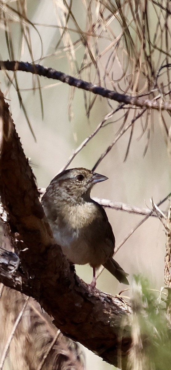 Bachman's Sparrow - ML642442003