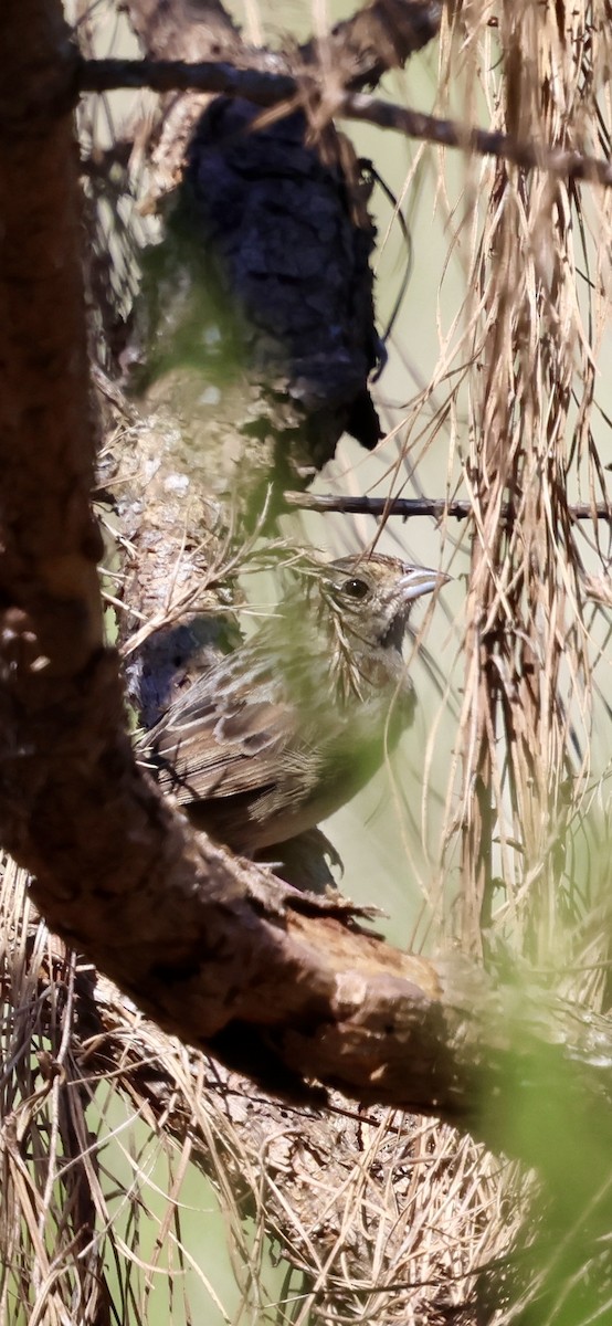 Bachman's Sparrow - ML642442004