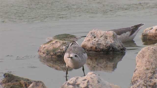 Wilson's Phalarope - ML642442007