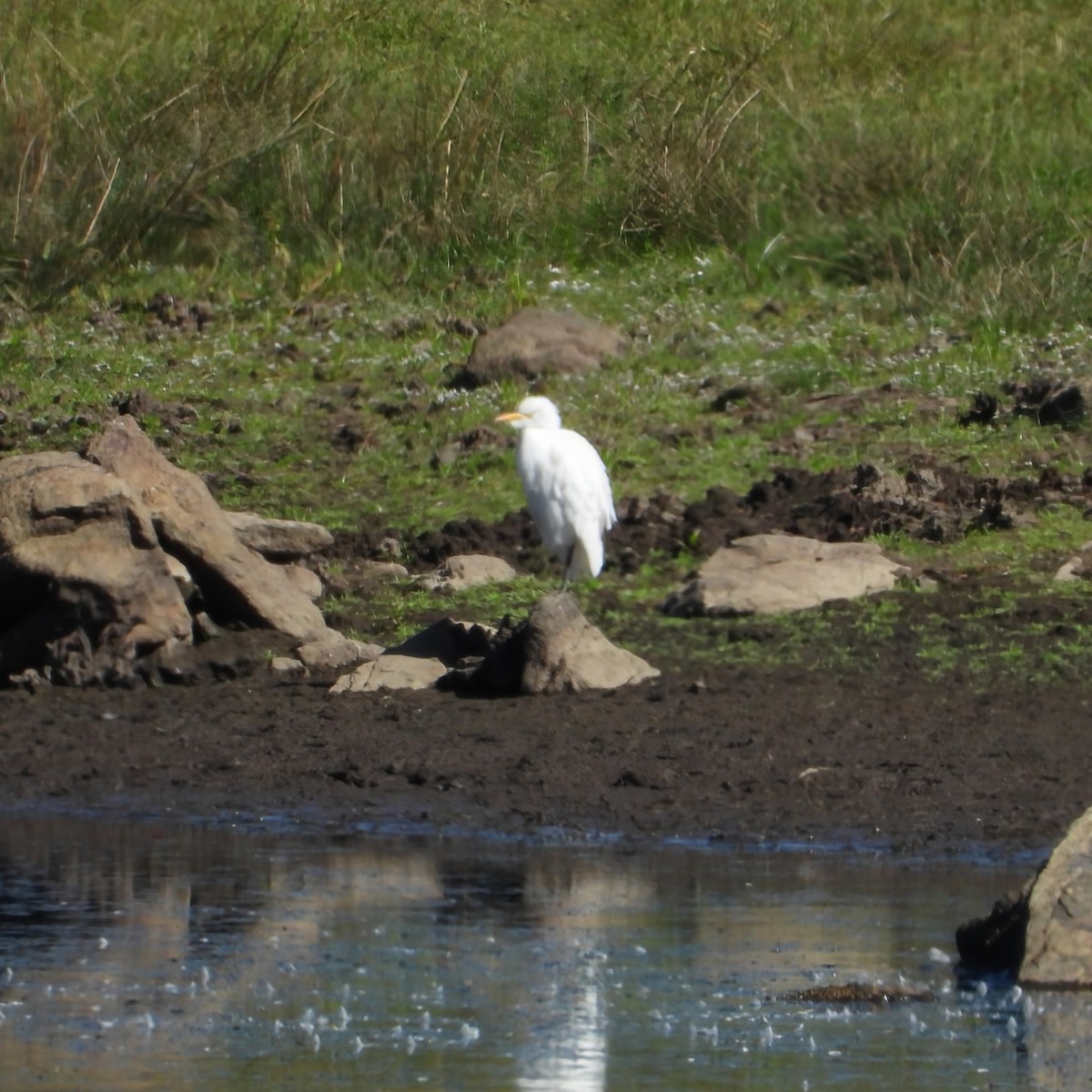 ニシアマサギ - ML642442020
