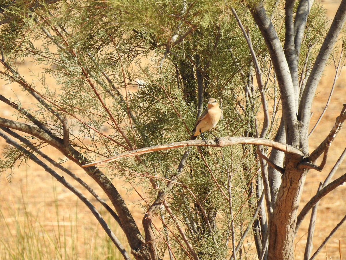 Адууч чогчиго - ML642442042