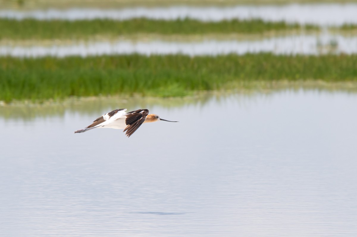 American Avocet - ML642442072