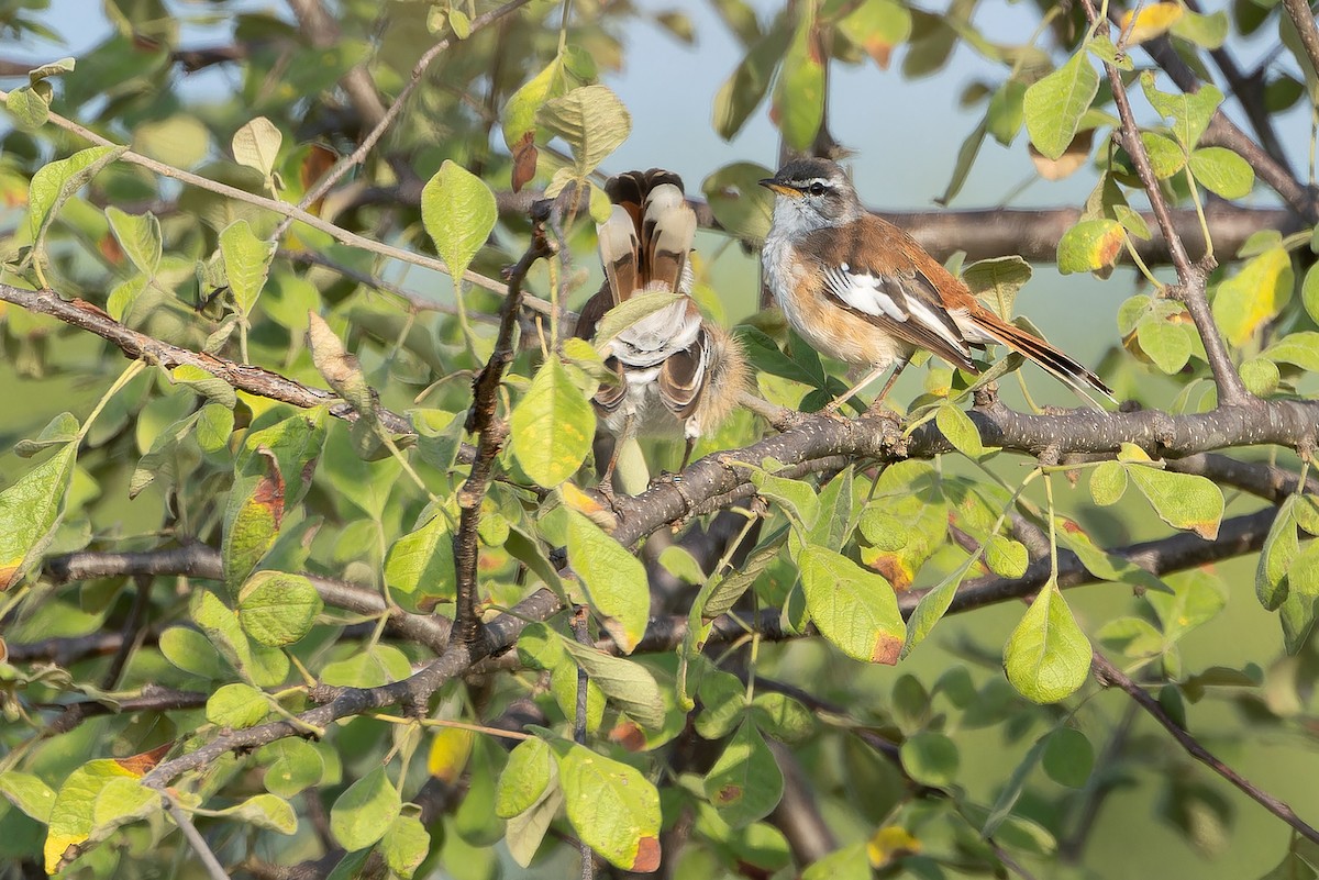 White-browed Scrub-Robin (Red-backed) - ML642442081