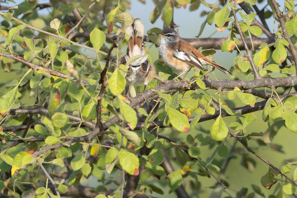 White-browed Scrub-Robin (Red-backed) - ML642442082