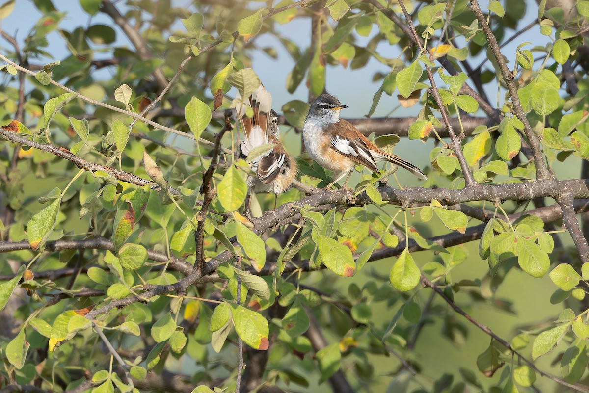 White-browed Scrub-Robin (Red-backed) - ML642442083