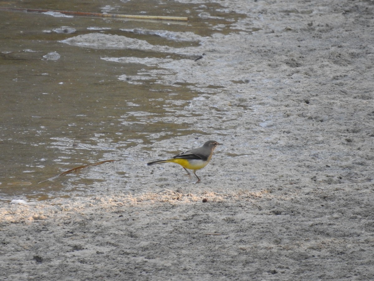 Уулын цэгцгий - ML642442102